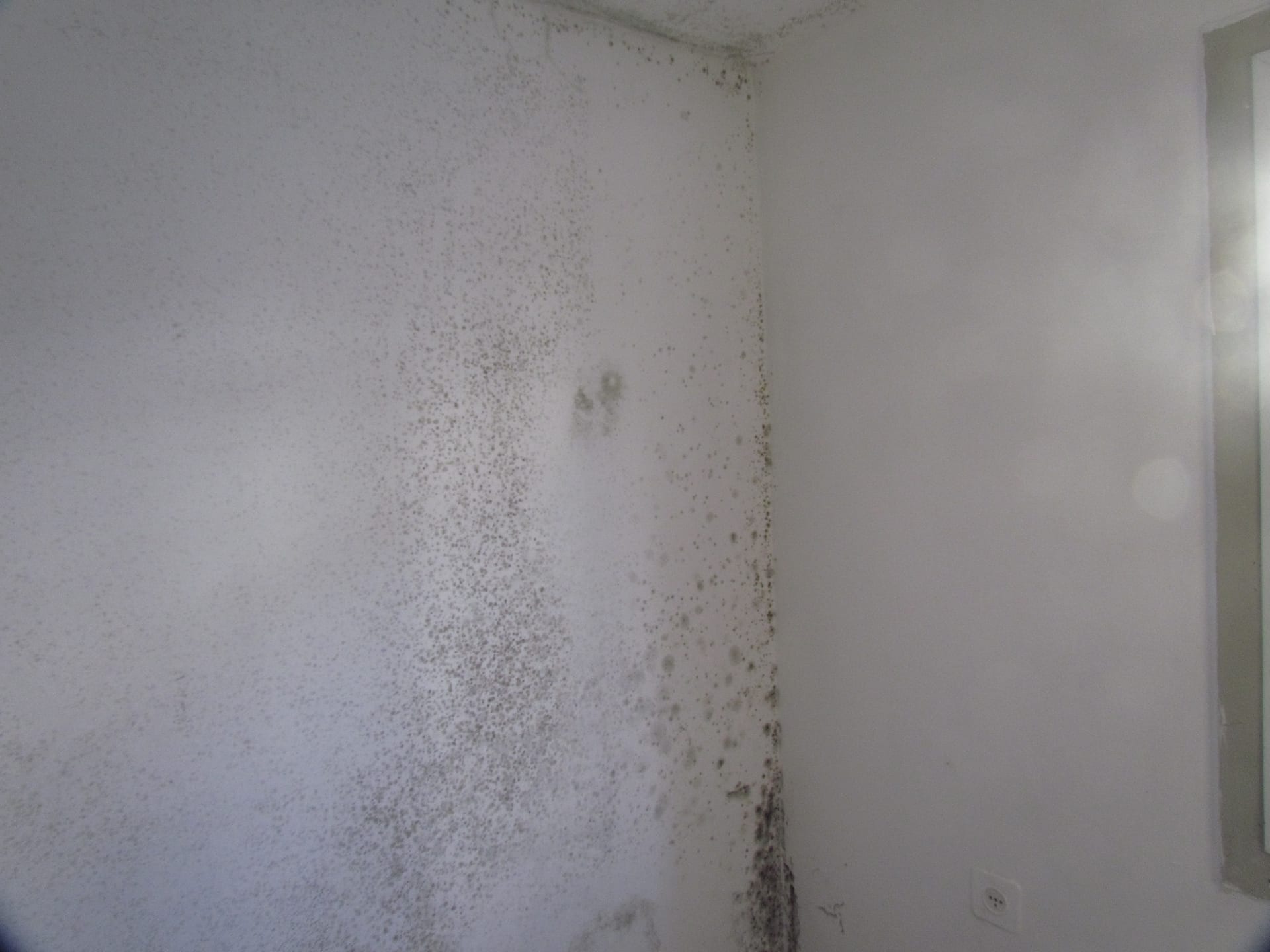 Visible mold growth near an interior wall corner